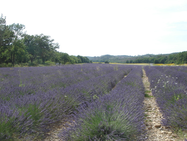 La culture du lavandin en danger : Cicadelle et industrie chimique, les grandes menaces La culture du lavandin en danger : Cicadelle et industrie chimique, les grandes menaces