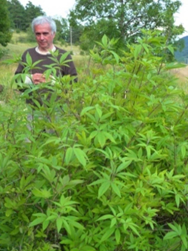 Christian Escriva : de l’esprit de la plante ! Christian Escriva : de l’esprit de la plante !