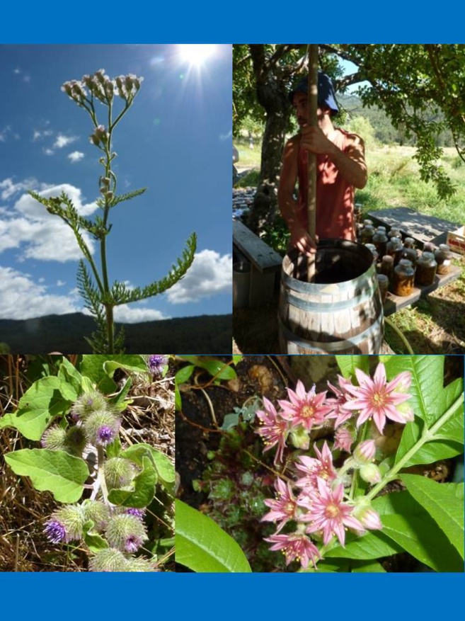 Christian Escriva : de l’esprit de la plante ! Christian Escriva : de l’esprit de la plante !