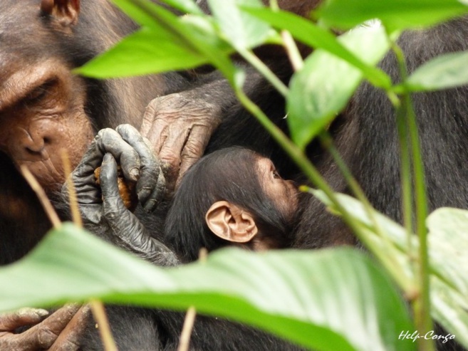 Les chimpanzés envahissent la MJC de Briançon… Les chimpanzés envahissent la MJC de Briançon…