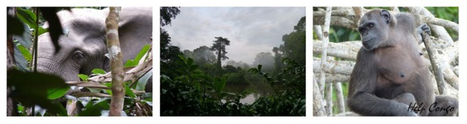 Les chimpanzés envahissent la MJC de Briançon… Les chimpanzés envahissent la MJC de Briançon…