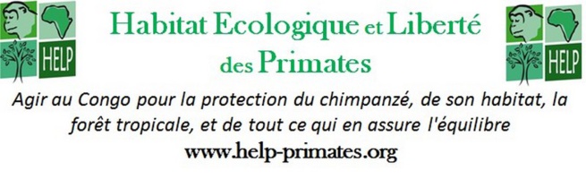Les chimpanzés envahissent la MJC de Briançon… Les chimpanzés envahissent la MJC de Briançon…