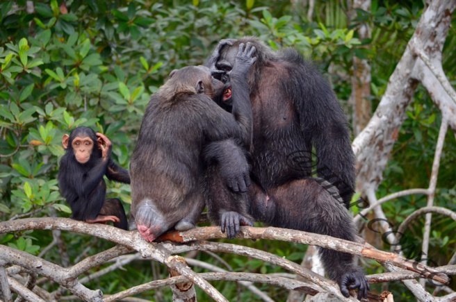 Tina, Tchoula et Dereck Tina, Tchoula et Dereck