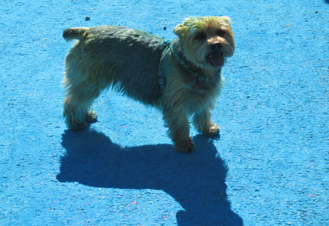 Courir contre le cancer, une belle initiative des lycéens de Pierre Gilles de Gennes Courir contre le cancer, une belle initiative des lycéens de Pierre Gilles de Gennes