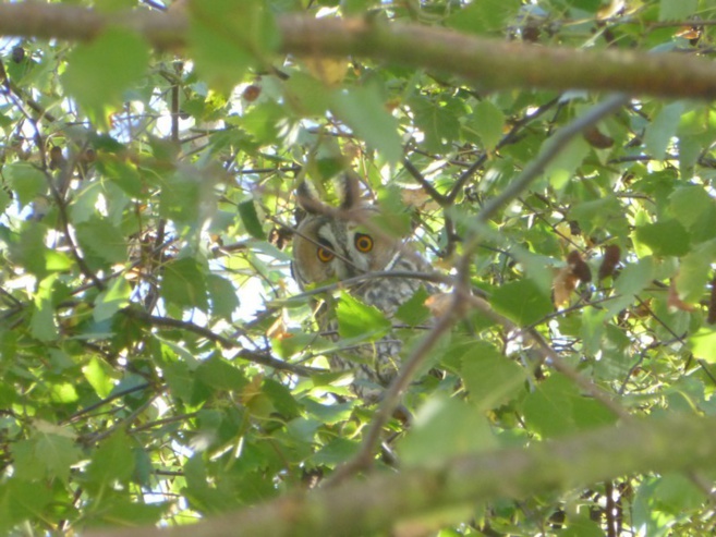 Hibou moyen Duc Hibou moyen Duc