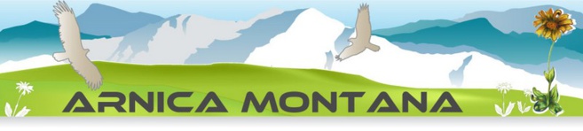 Arnica Montana, protection de la nature du 05 mais pas à dose homéopathique Arnica Montana, protection de la nature du 05 mais pas à dose homéopathique