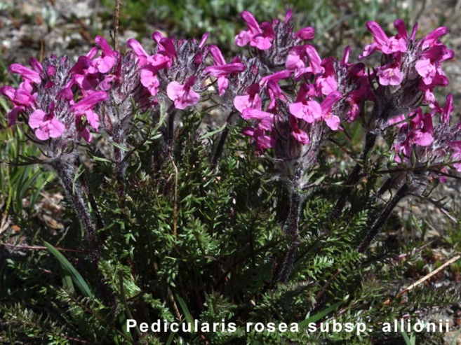Pedicularis Rosea Pedicularis Rosea