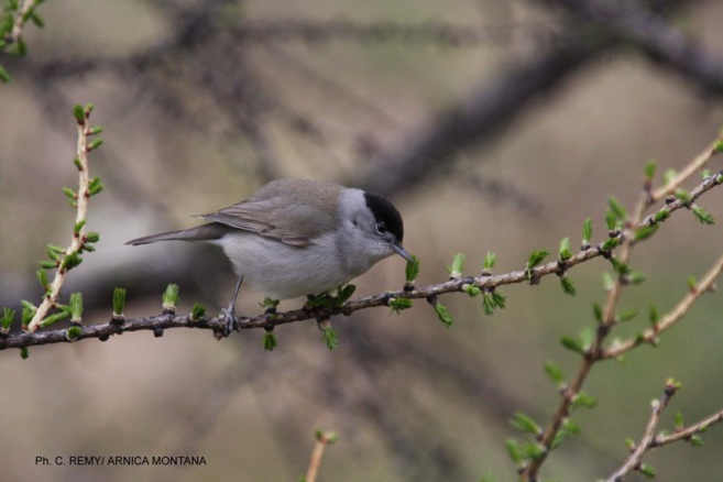 Fauvette à tête noire mâle Fauvette à tête noire mâle