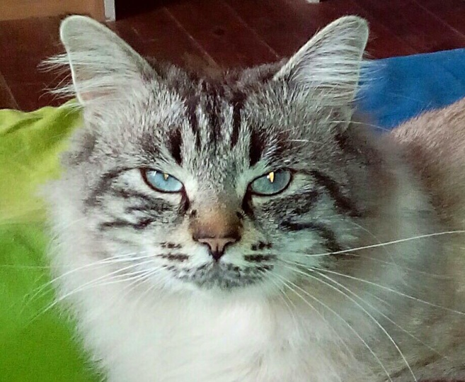 Les Germaines ont besoin de vous : l'association receuille et stérilise les chats errants Les Germaines ont besoin de vous : l'association receuille et stérilise les chats errants