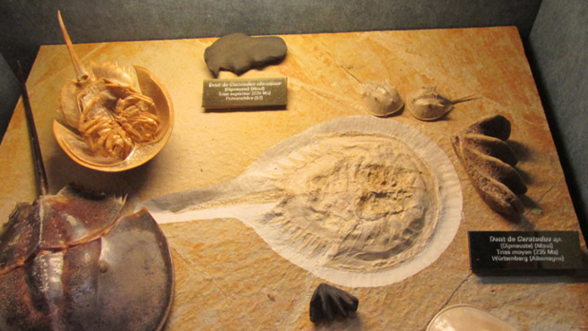 Le Musée Promenade de Digne s’est refait une beauté, un lieu emblématique du Géoparc Le Musée Promenade de Digne s’est refait une beauté, un lieu emblématique du Géoparc