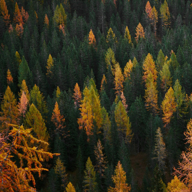 Les forêts : gestions, enjeux et actions - avec l'ONF et Forêts Alpine, dans le mag "A la bonne heure !" - 18/03/2025 Les forêts : gestions, enjeux et actions - avec l'ONF et Forêts Alpine, dans le mag "A la bonne heure !" - 18/03/2025