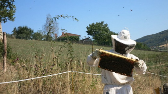 Les abeilles lui donnent des ailes Les abeilles lui donnent des ailes