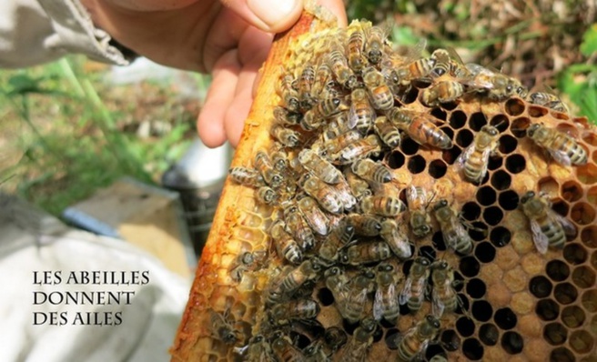 Les abeilles lui donnent des ailes Les abeilles lui donnent des ailes