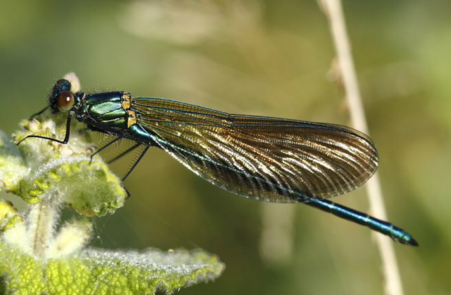 La LPO dévoile le monde des libellules La LPO dévoile le monde des libellules
