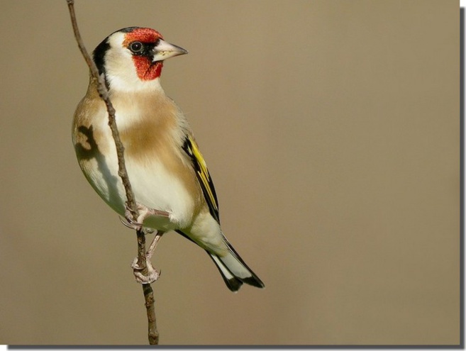 La LPO dévoile le monde des libellules La LPO dévoile le monde des libellules