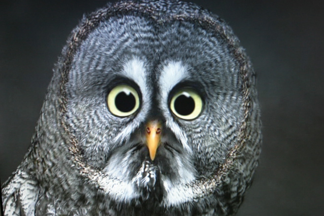 La LPO dévoile le monde des libellules La LPO dévoile le monde des libellules