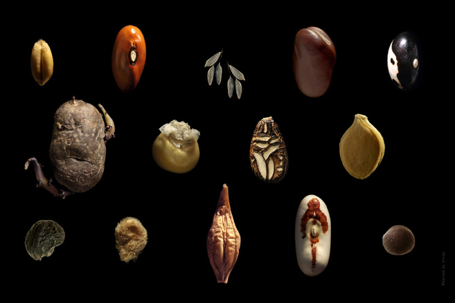 Les semences paysannes avec Gérald de Viviés, Dans le mag "A la bonne heure !" - 03/06/2025 Les semences paysannes avec Gérald de Viviés, Dans le mag "A la bonne heure !" - 03/06/2025