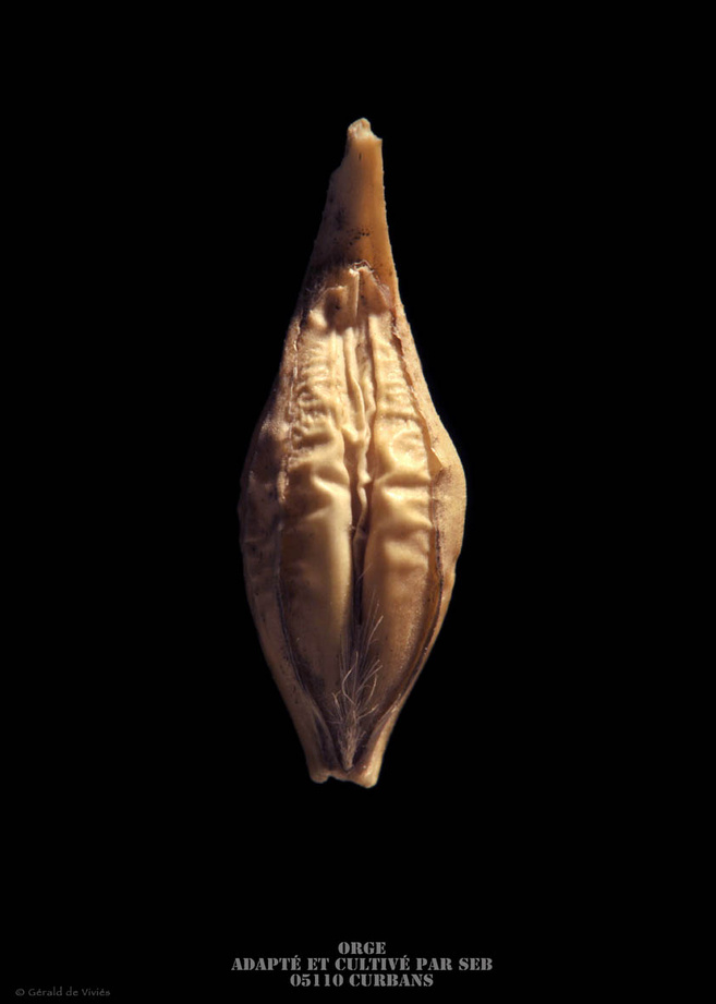 Les semences paysannes avec Gérald de Viviés, Dans le mag "A la bonne heure !" - 03/06/2025 Les semences paysannes avec Gérald de Viviés, Dans le mag "A la bonne heure !" - 03/06/2025