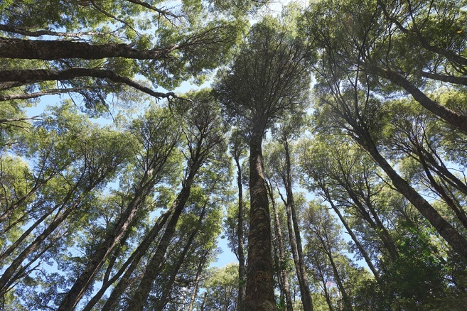 Raconte-nous la forêt Raconte-nous la forêt