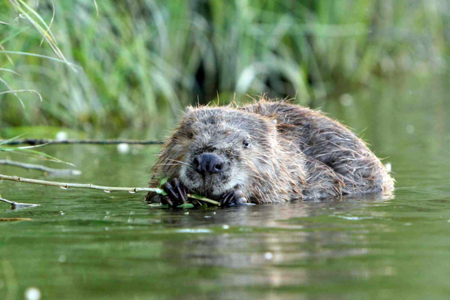 Malijai fête le printemps des castors ce week-end ! Malijai fête le printemps des castors ce week-end !