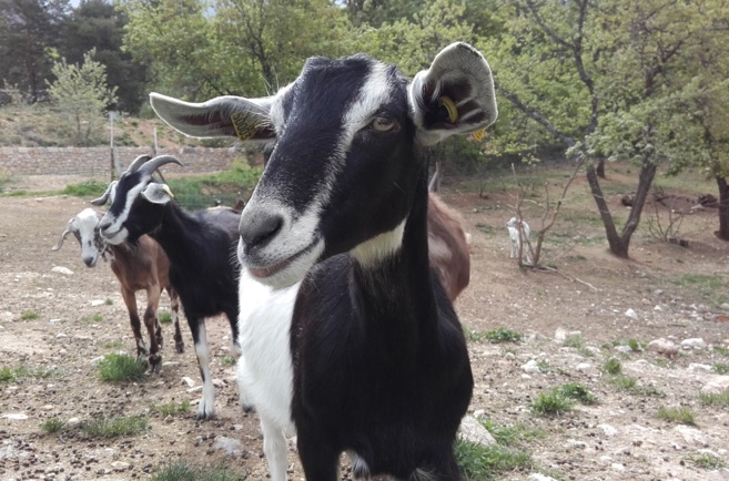 L’opération "De ferme en ferme" a fait étape à Moustiers L’opération "De ferme en ferme" a fait étape à Moustiers