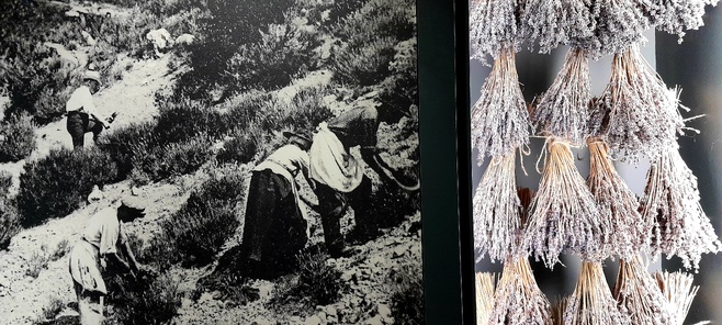 La Cité des Saveurs et Senteurs : franc succès pour le lancement de la saison 2026 La Cité des Saveurs et Senteurs : franc succès pour le lancement de la saison 2026