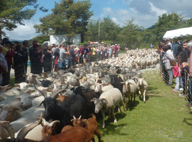 La Transhumance est passée par Bargème La Transhumance est passée par Bargème