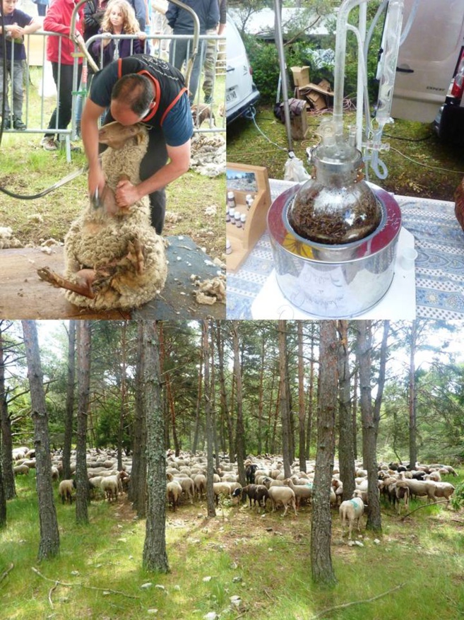 La Transhumance est passée par Bargème La Transhumance est passée par Bargème
