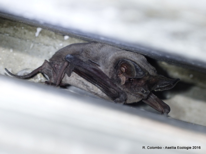 Molosse de Cestoni Molosse de Cestoni