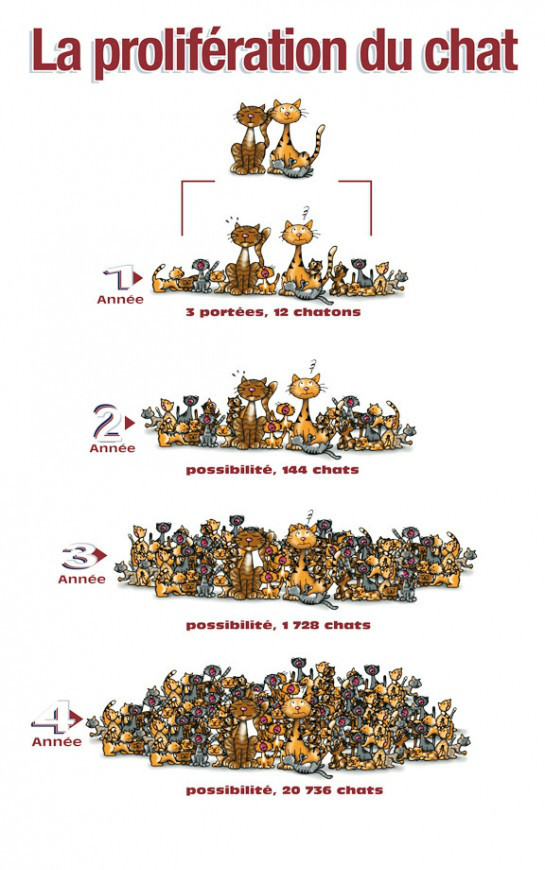 Germaine : une association qui a du... chat !