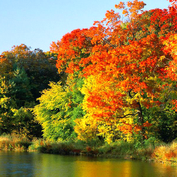 Pourquoi les feuilles des arbres changent elles de couleurs en automne ..