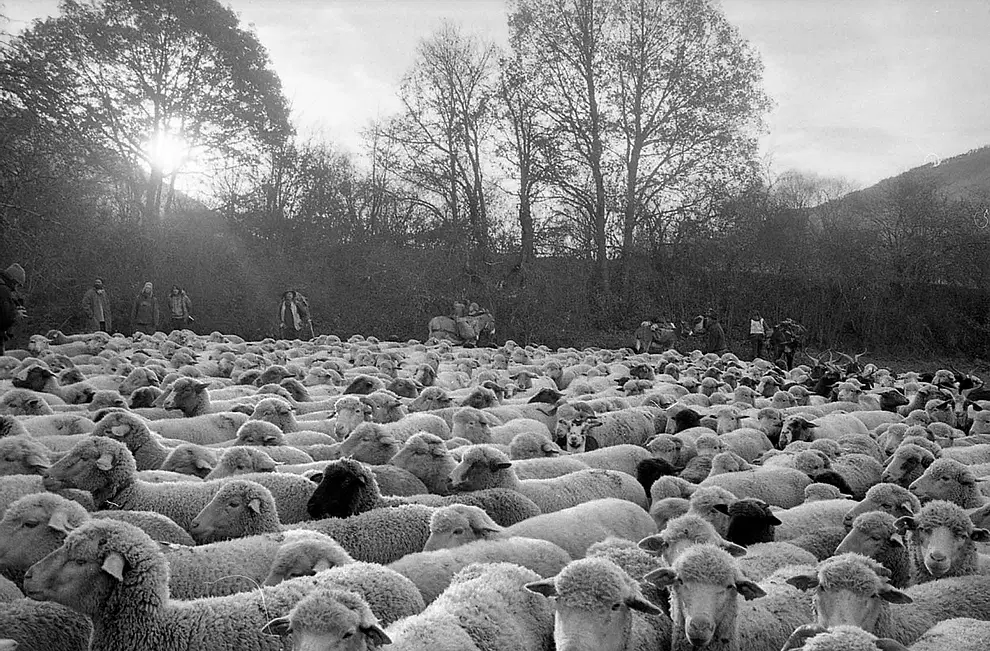 Une association pour valoriser la laine des brebis