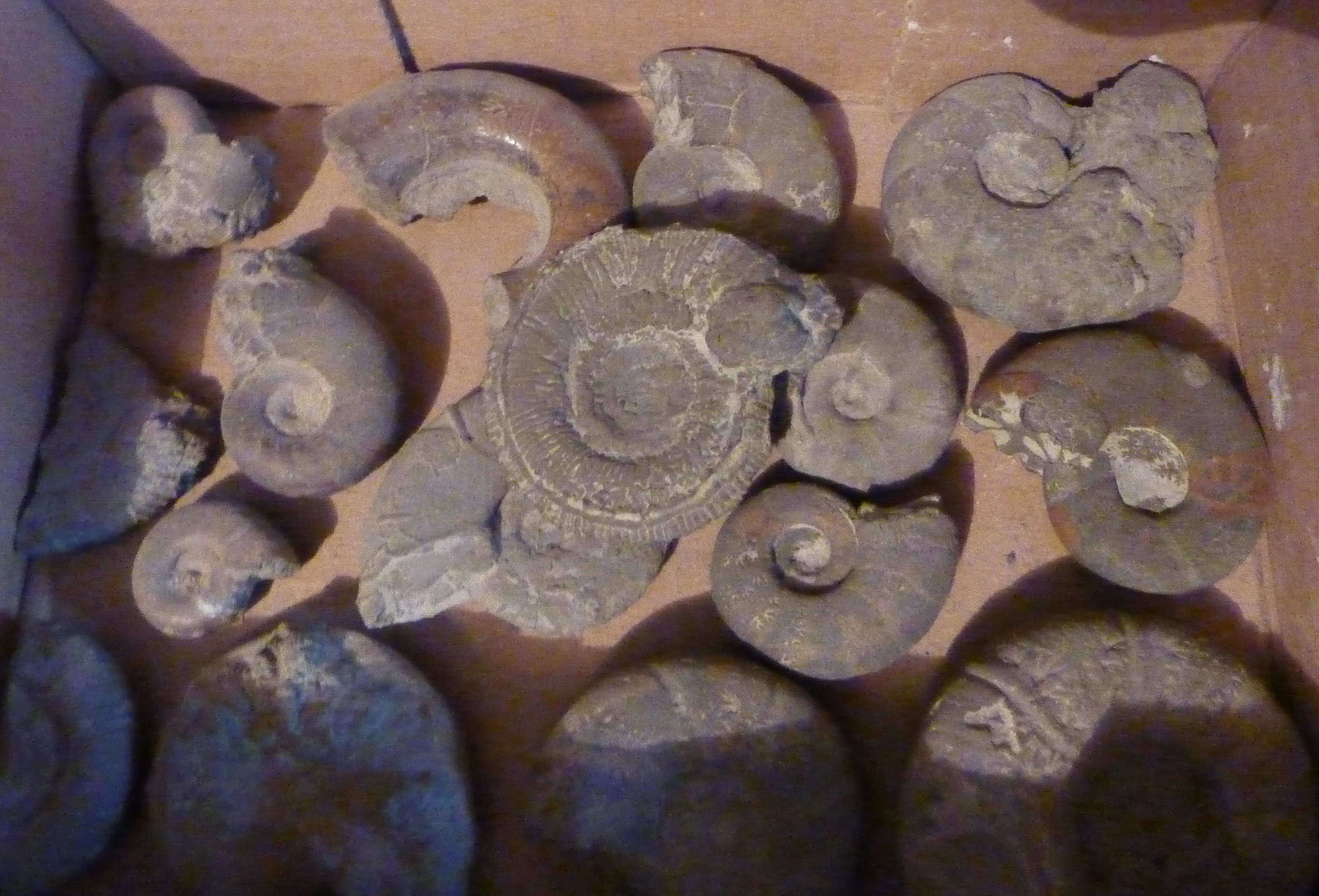 La commune de Barrème est riche en fossiles caractéristiques que sont les ammonites