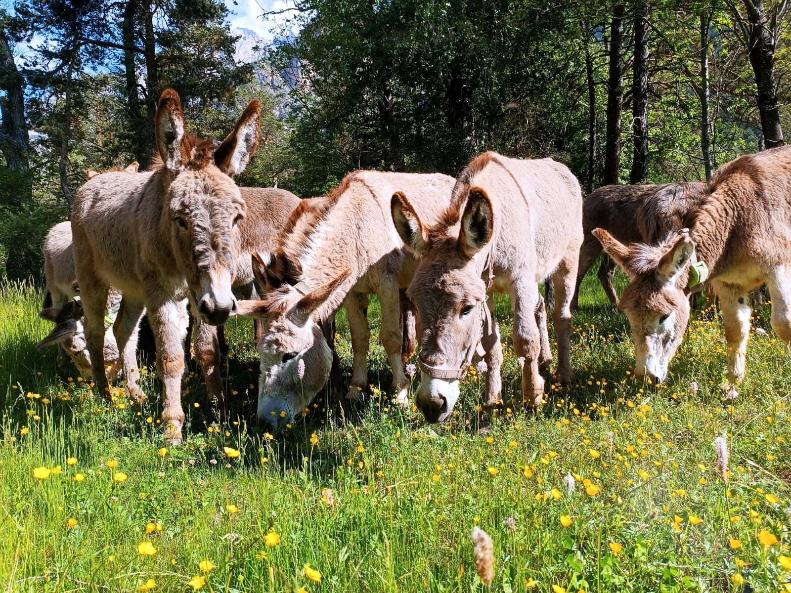 L’Âne Qui Bulle: le lait d'ânesse sous toute ses formes