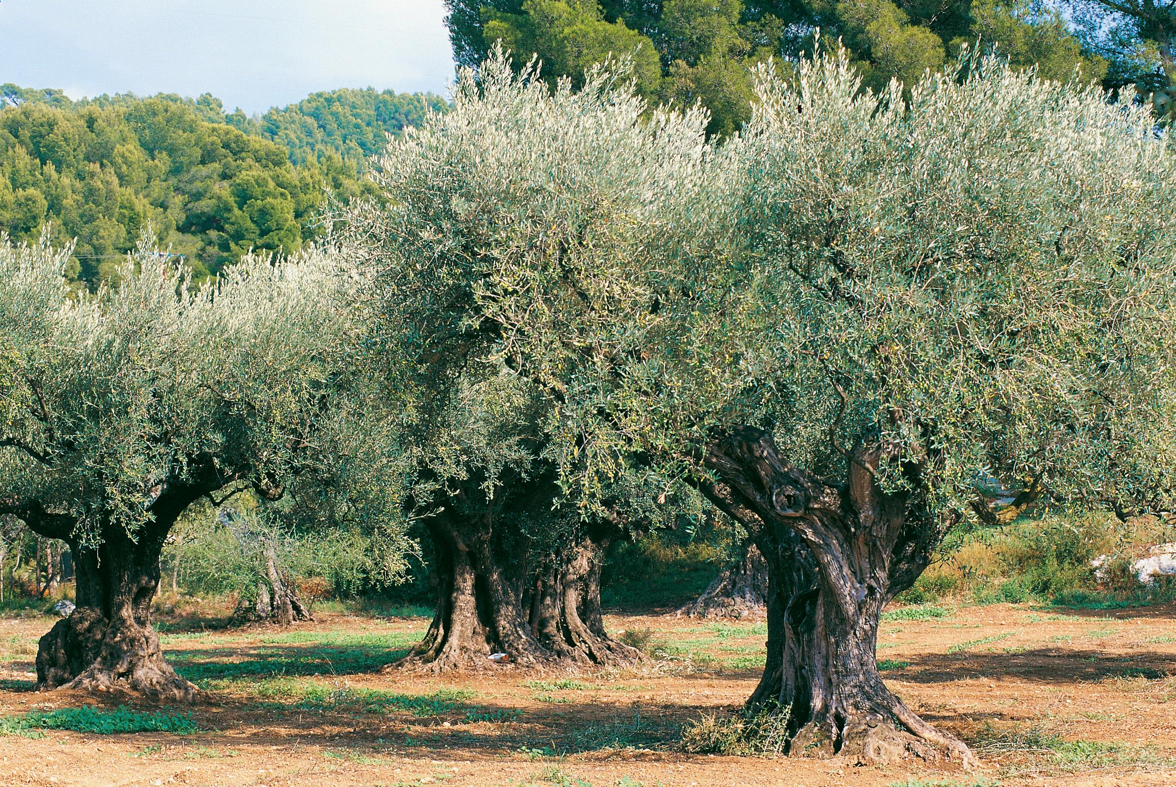 Oléiculteurs, oléicultrices, c'est le moment de se prémunir de la mouche de l'olive.