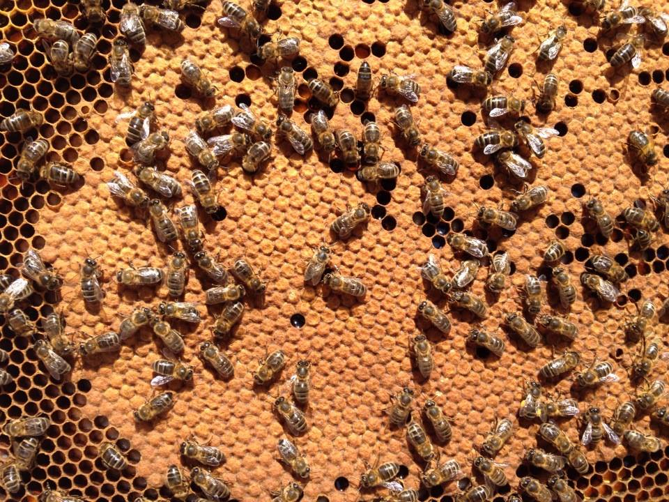 Les bienfaits du miel à l’approche de l’hiver… rencontre avec une apicultrice