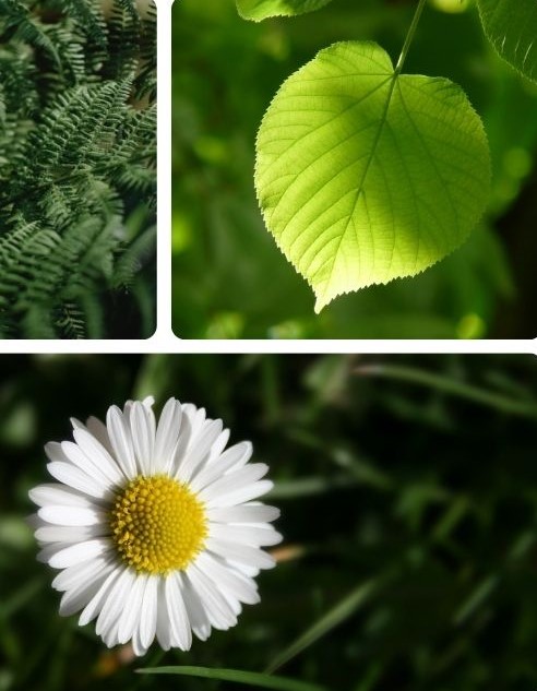 Barbara Gaïtanaros, naturopathe et coach psycho-émotionnel