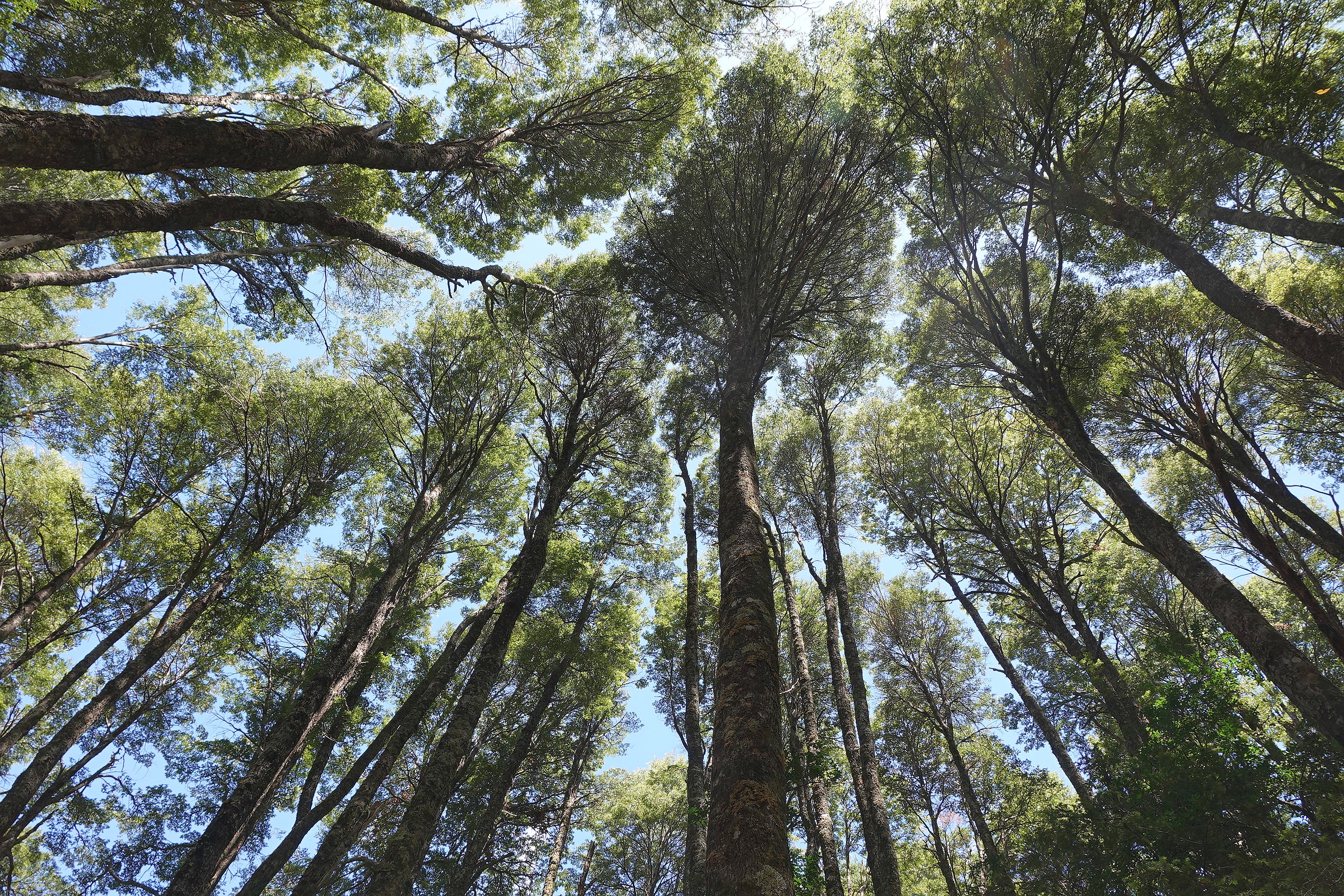 Raconte-nous la forêt