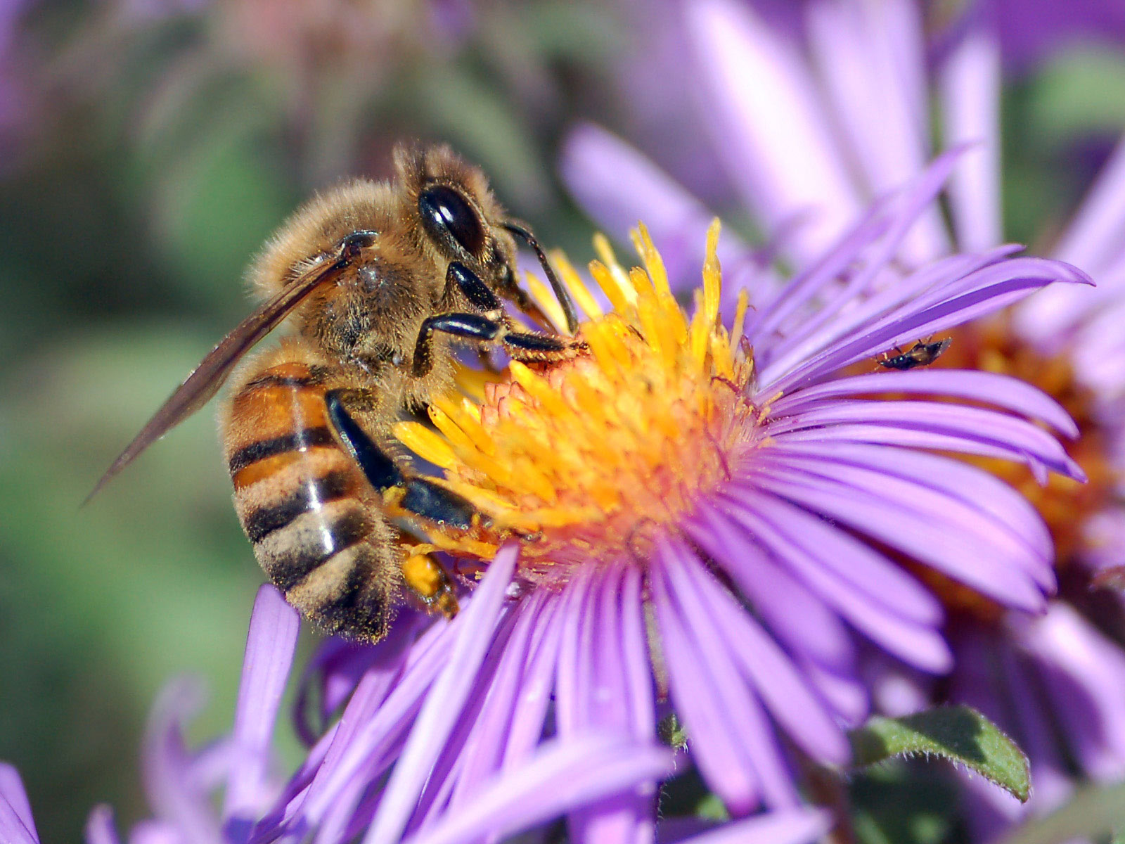 Les secrets des abeilles dévoilés dans une chronique radiophonique