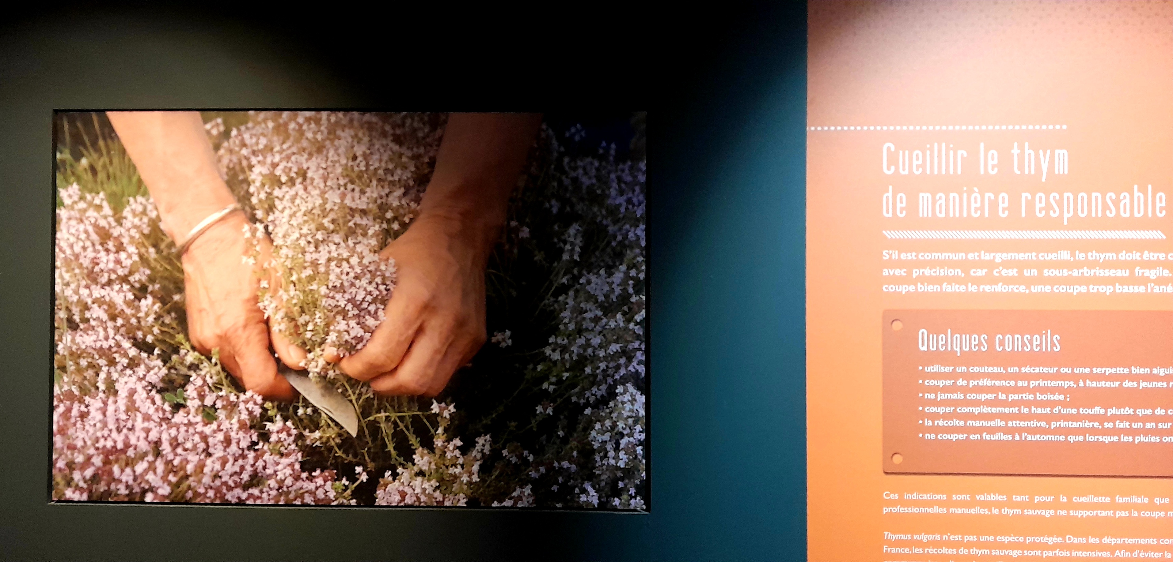  La Cité des Saveurs et Senteurs : franc succès pour le lancement de la saison 2026 