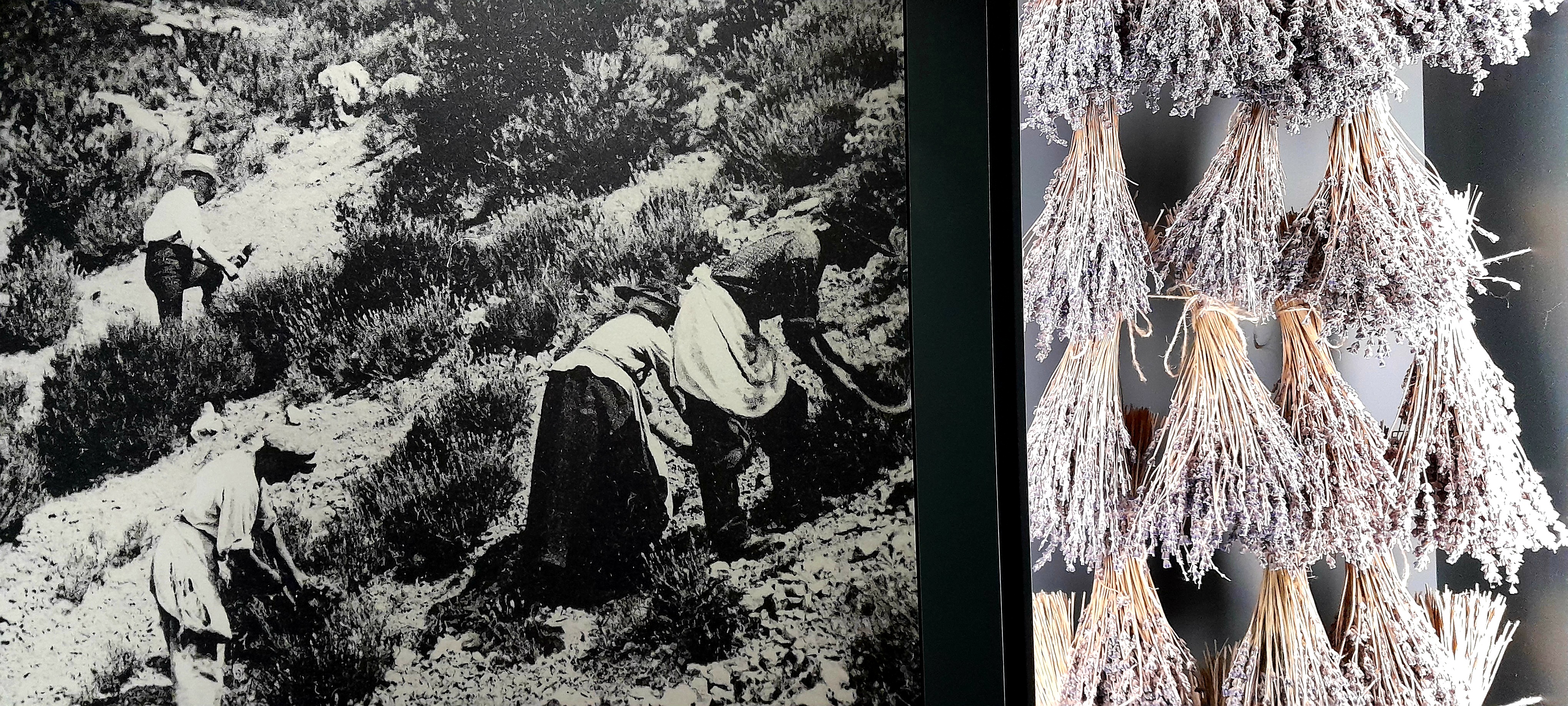  La Cité des Saveurs et Senteurs : franc succès pour le lancement de la saison 2026 