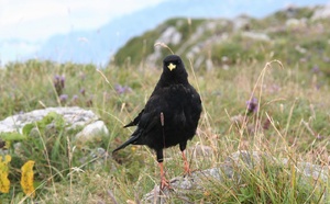 Connaissez-vous le chocard ?