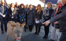 La 19ème Fête de l’âne gris de Digne a suivi et participé au téléthon