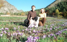 Rose-Marie Garcin cultive le safran à Bayons