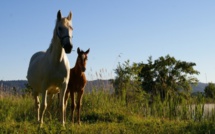 A pied, à cheval et à vélo, l’endurance dans tous ses états