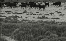 Dans deux jours s’ouvrent les 12èmes Rencontres Giono. En attendant, nous partons pour la Camargue !