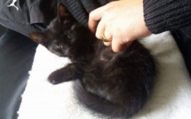 Germaine : une association qui a du... chat !