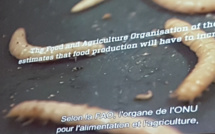 Les insectes, une voie alimentaire à explorer et développer