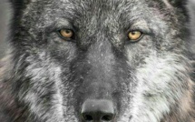 A Gap les Loups sont de sortie !