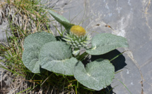La botanique valeur essentielle des Alpes du Sud